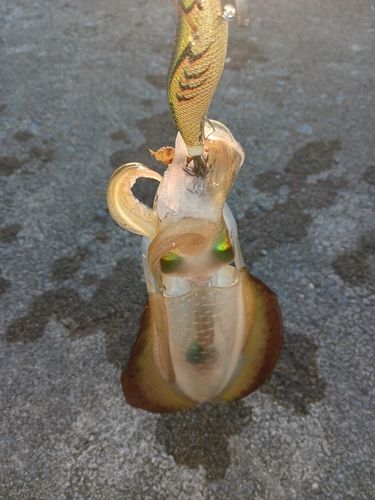 男鹿半島