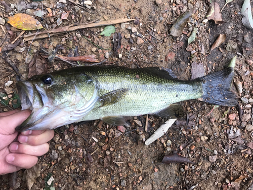 ラージマウスバスの釣果