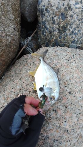 メッキの釣果