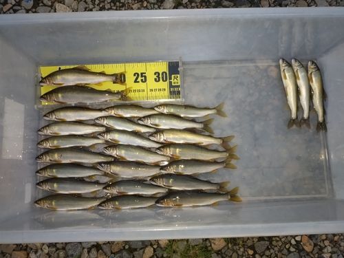 アユの釣果