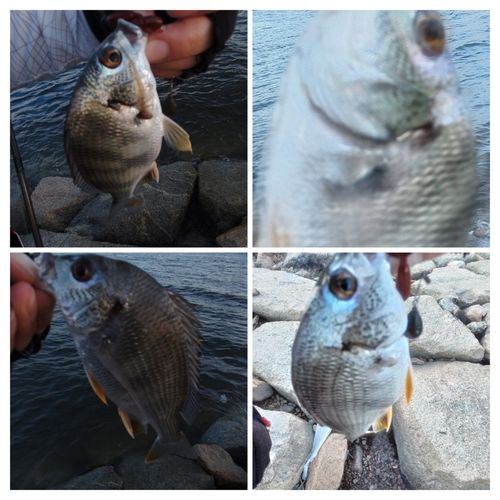 キビレの釣果