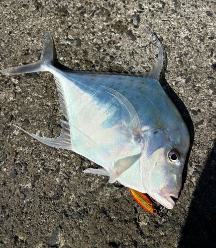イトヒキアジの釣果
