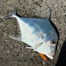 ウマヅラアジ