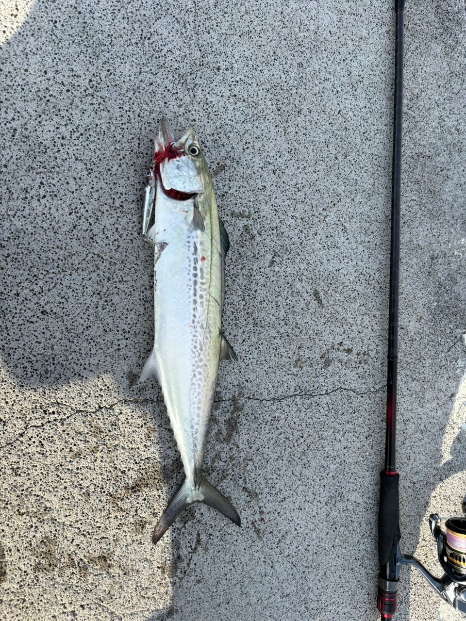 SHIMANO 22セフィア BB S89Mの最安値・インプレ・釣果 | 本音の