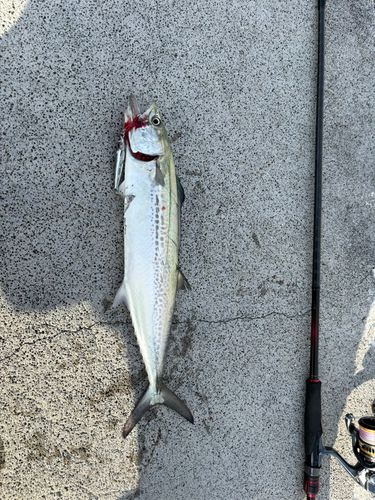 サゴシの釣果