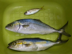 ワカシの釣果