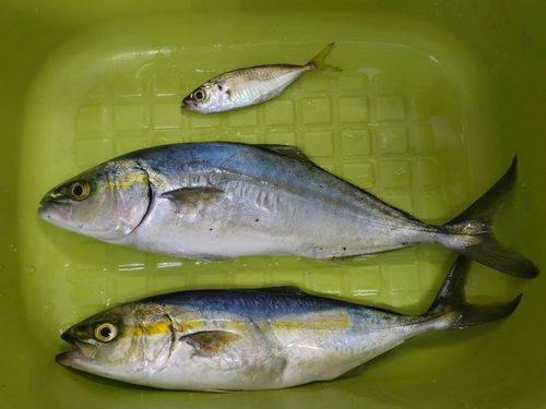 ワカシの釣果