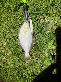 ヒラメの釣果