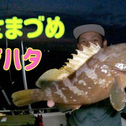 アコウ