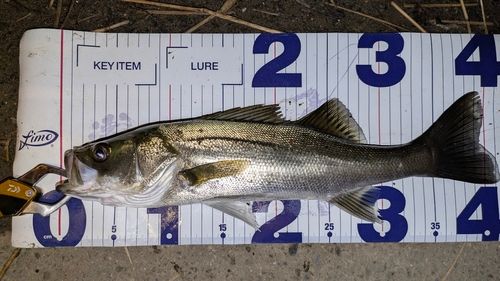 セイゴ（マルスズキ）の釣果