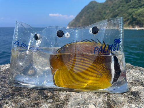 チョウチョウウオの釣果