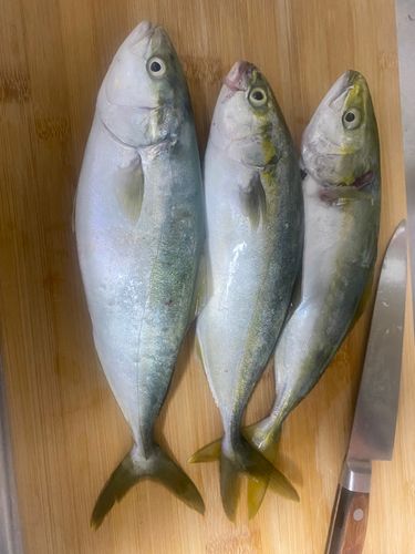 フクラギの釣果