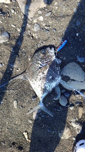 イトヒキアジの釣果