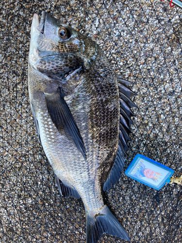 チヌの釣果
