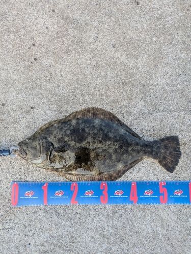 鹿島港魚釣園