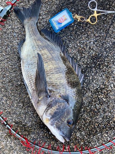チヌの釣果
