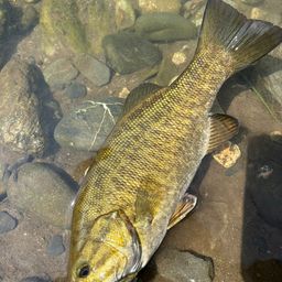 スモールマウスバス