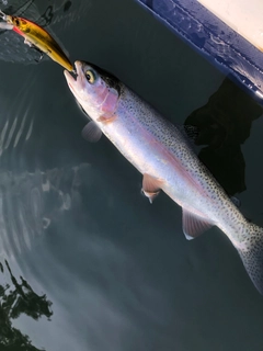 ニジマスの釣果