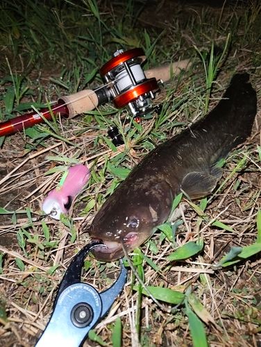 ナマズの釣果