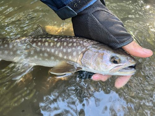 アメマスの釣果