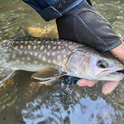 アメマス