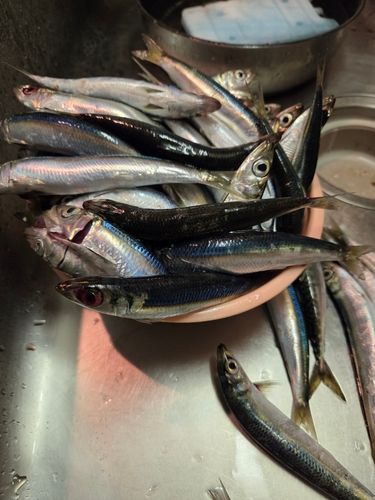 ウルメイワシの釣果