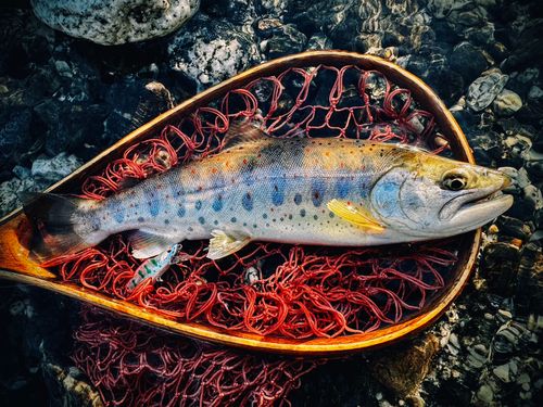 アマゴの釣果