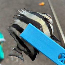 サンバソウ