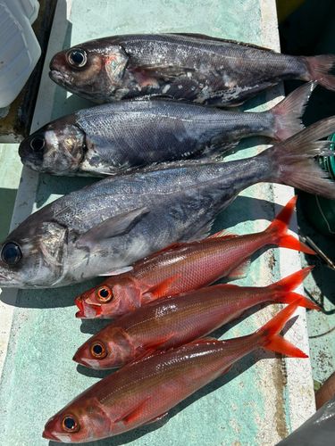 メダイの釣果