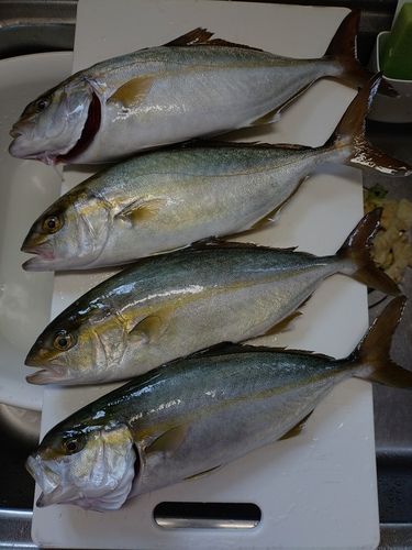 ショゴの釣果