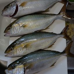ショゴ