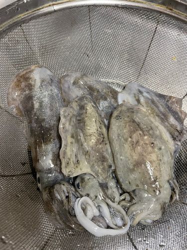 冨具崎漁港