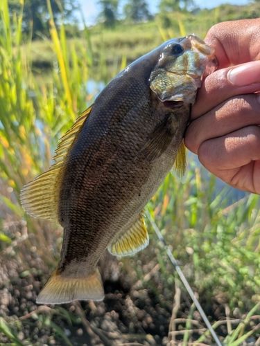 スモールマウスバスの釣果