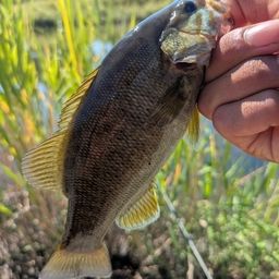 スモールマウスバス