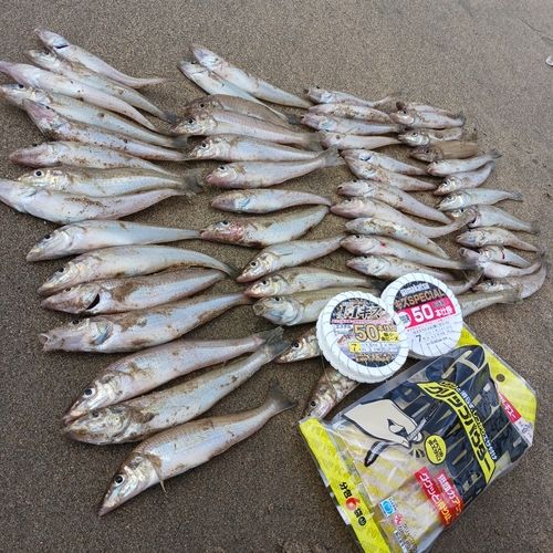 シロギスの釣果