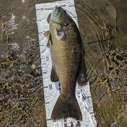 スモールマウスバス