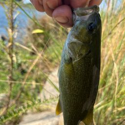 スモールマウスバス