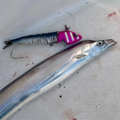 タチウオの釣果