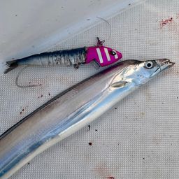 タチウオ
