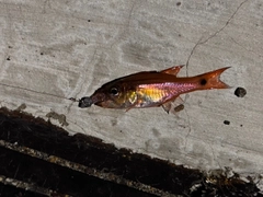ヨコスジイシモチの釣果