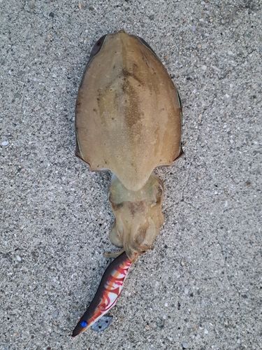 コウイカの釣果