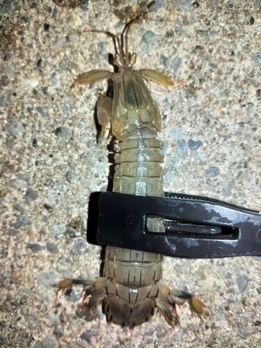 シャコの釣果