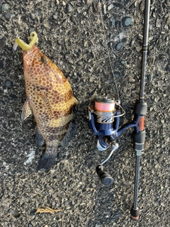 オオモンハタの釣果