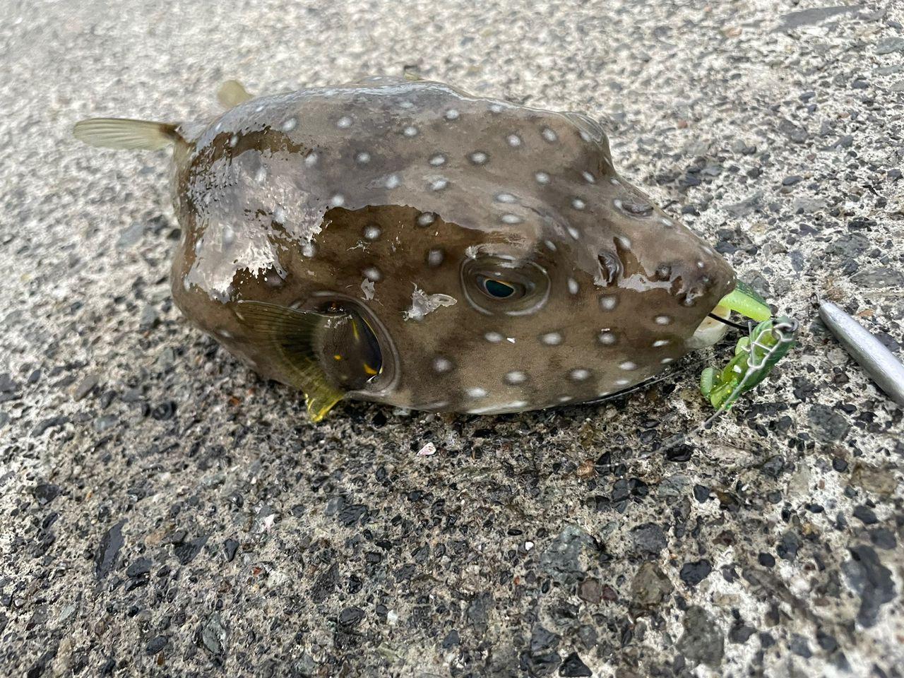 オオモンハタ