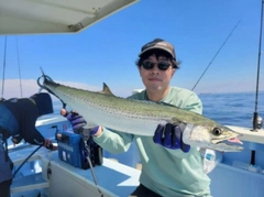サワラの釣果