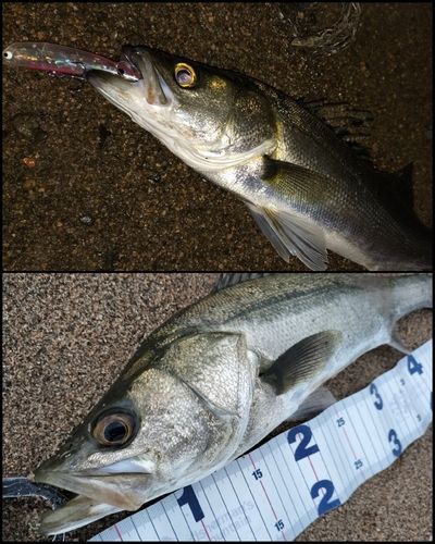 シーバスの釣果