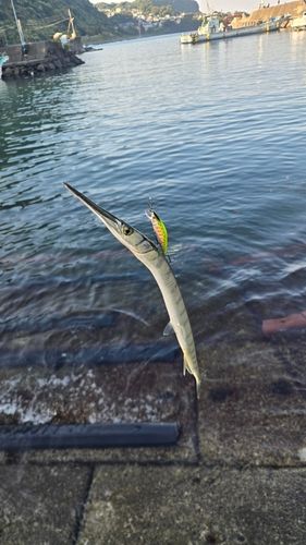 ダツの釣果