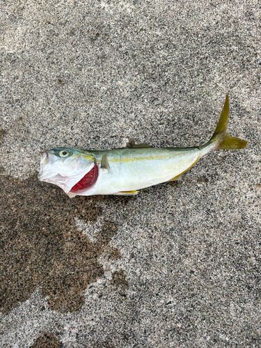 ツバスの釣果