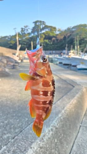 アカハタの釣果