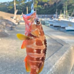 アカハタ